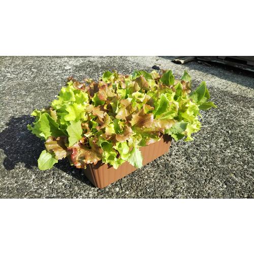 オーガニックプランターセット＆レタスミックス＆ EMgarden10ml×10枚付き 無農薬のタネ 有機培養土 プランターの土 無農薬レタス 有機種子 送料無料 |  | 10