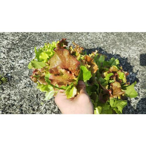 オーガニックプランターセット＆レタスミックス＆ EMgarden10ml×10枚付き 無農薬のタネ 有機培養土 プランターの土 無農薬レタス 有機種子 送料無料 |  | 11