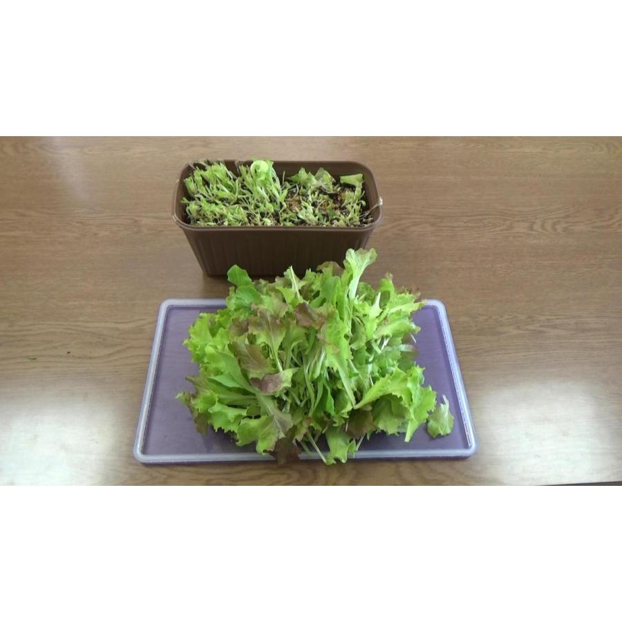 オーガニックプランターセット＆レタスミックス＆ EMgarden10ml×10枚付き 無農薬のタネ 有機培養土 プランターの土 無農薬レタス 有機種子 送料無料 |  | 12