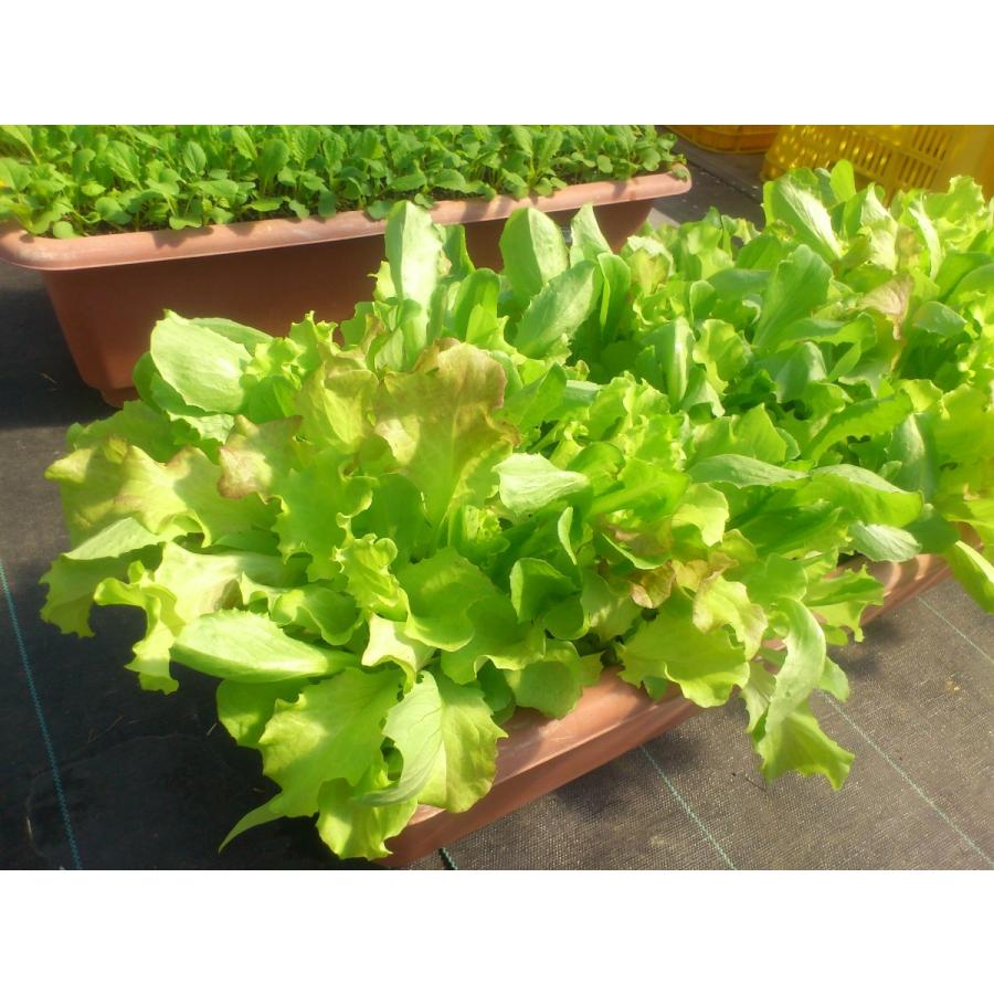 オーガニックプランターセット＆レタスミックス＆ EMgarden10ml×10枚付き 無農薬のタネ 有機培養土 プランターの土 無農薬レタス 有機種子 送料無料 |  | 01