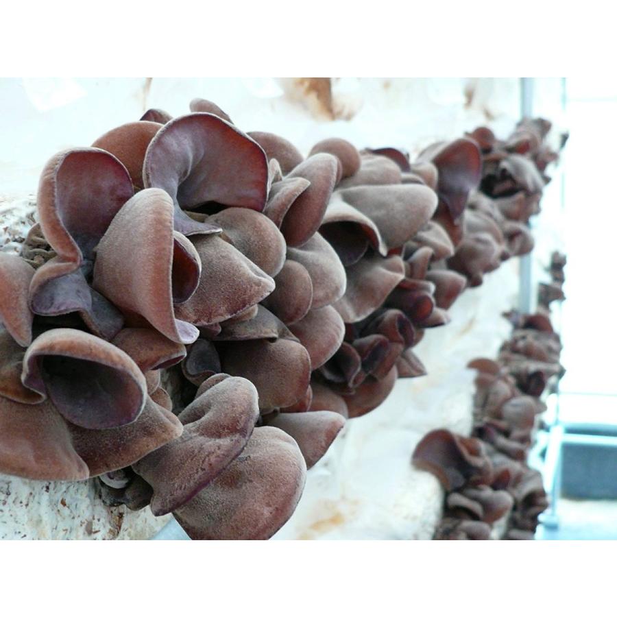 熊本県産きくらげまるごと粉末40g×10袋