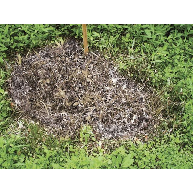 除草剤 5個組 ウィード ブライト 1kg 安心 日本製 草 枯れ お庭 お墓 駐車場 雑草 除草剤 非農耕地専用 粉末_6