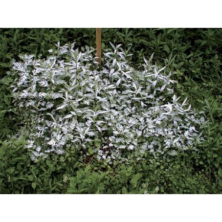 除草剤 5個組 ウィード ブライト 1kg 安心 日本製 草 枯れ お庭 お墓 駐車場 雑草 除草剤 非農耕地専用 粉末_7