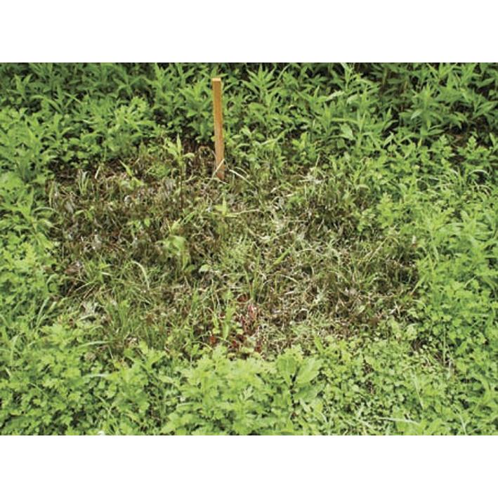 除草剤 5個組 ウィード ブライト 1kg 安心 日本製 草 枯れ お庭 お墓 駐車場 雑草 除草剤 非農耕地専用 粉末_8