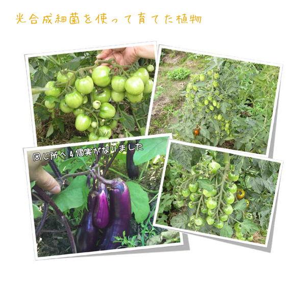 光合成細菌 1L PSB PSB PNSB 培養 微生物 栽培 野菜 水質 土作り 活性液 ガーデニング 家庭菜園 無農薬 有機栽培 |  | 01