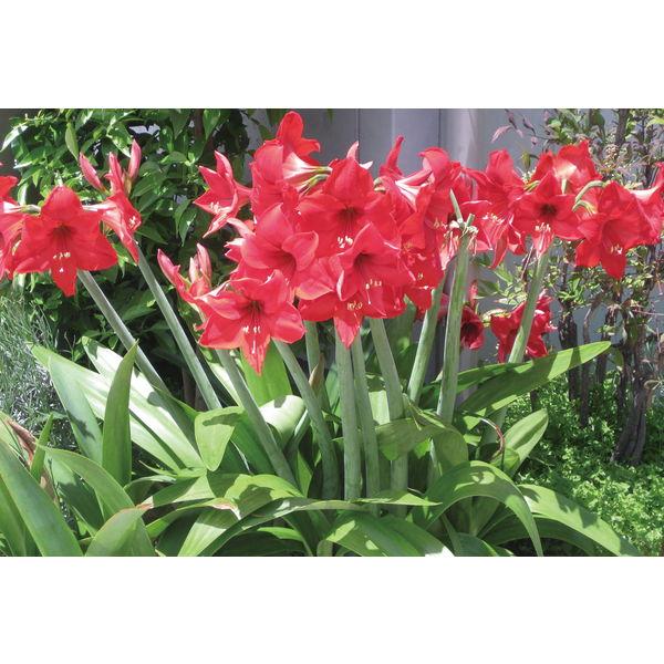 光合成細菌 1L PSB PSB PNSB 培養 微生物 栽培 野菜 水質 土作り 活性液 ガーデニング 家庭菜園 無農薬 有機栽培 |  | 03