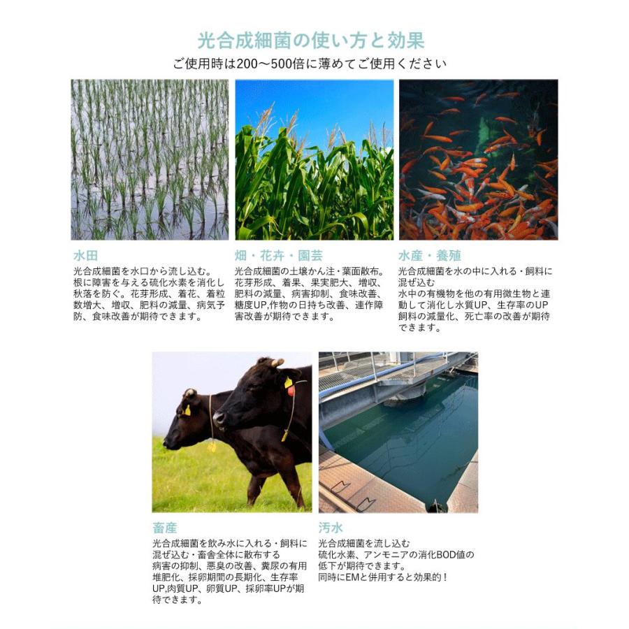 光合成細菌10L 培養セット沖縄、発送不可 PSB PNSB 培養 光合成細菌 培養資材 培養 バクテリア 基材 培地 培養基 農業 園芸 ガーデンニグ 畜産 牛 豚 鳥 鶏 |  | 08