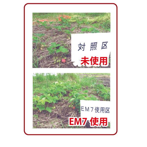 植物活力剤 EM7 80ｍｌ 有機JAS適合 em7 EM EM生活 イーエムセブン 微生物 栽培 野菜 水質 土作り 活性液 ガーデニング 家庭菜園 無農薬 有機栽培 |  | 01