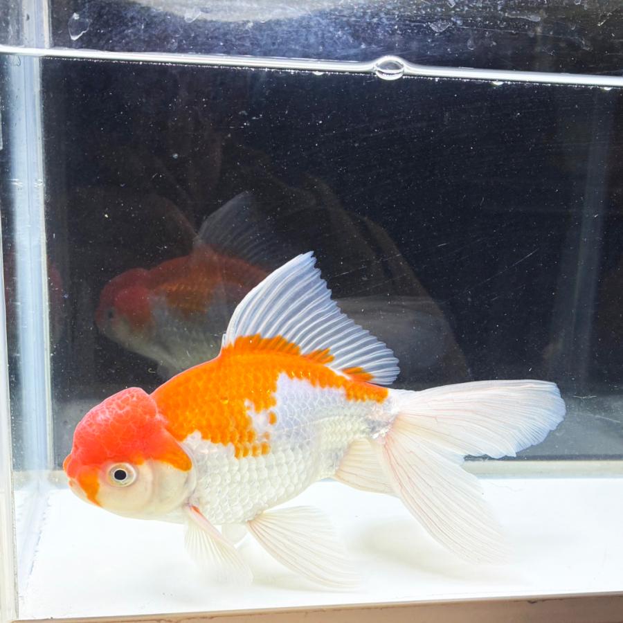 送料無料 】 国産 金魚 更紗ジャンボオランダ 一点物 19cm前後 （001 