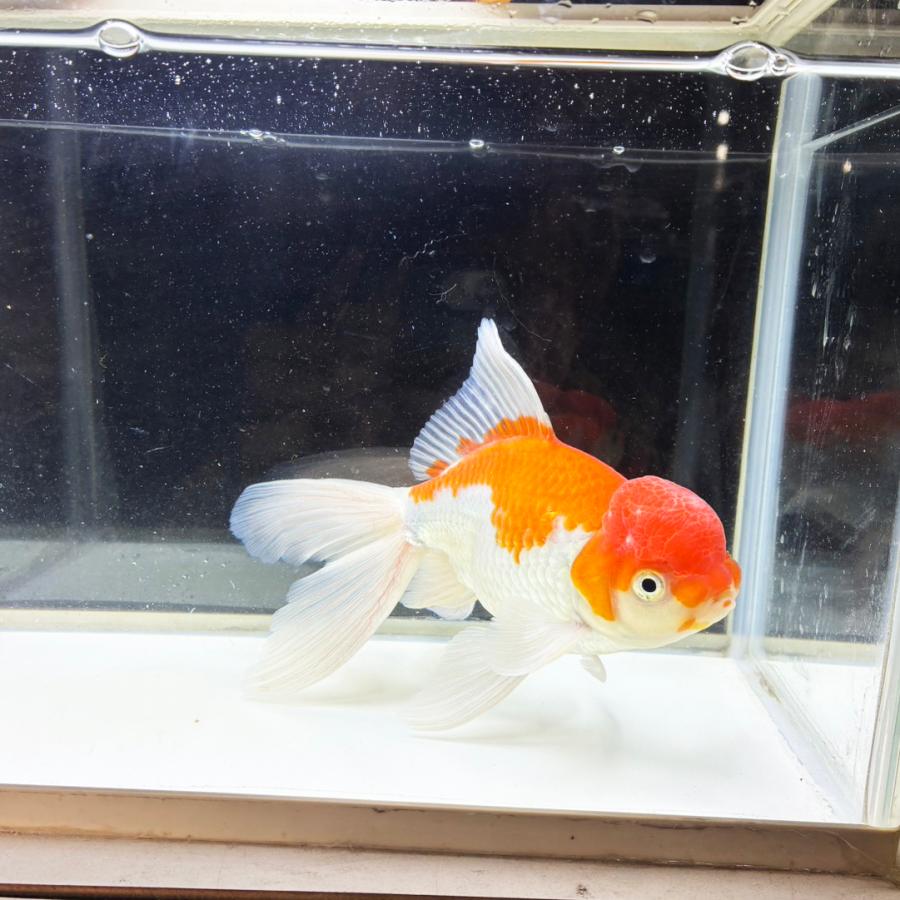 送料無料 】 国産 金魚 更紗ジャンボオランダ 一点物 19cm前後 （001 