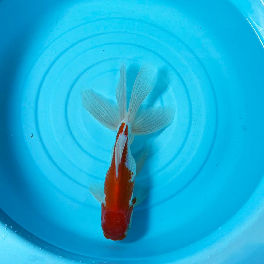 送料無料 】 国産 金魚 更紗ジャンボオランダ 一点物 19cm前後 （001 