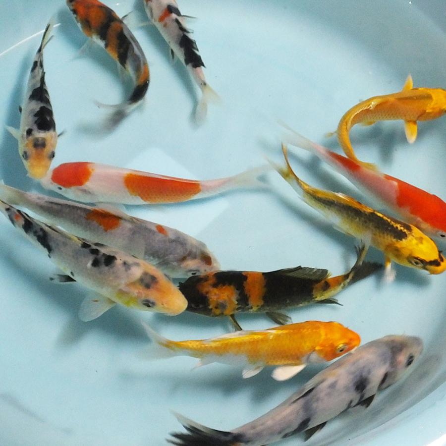 錦鯉３匹　35㎝前後　その② 錦鯉 MIX (M) 3匹 13〜16cm前後 ニシキゴイ 鯉 色鯉 : エムワイ