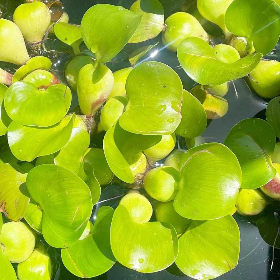 浮草 ホテイ草 1株 国産 ホテイアオイ エムワイショップアクア 通販 Yahoo ショッピング