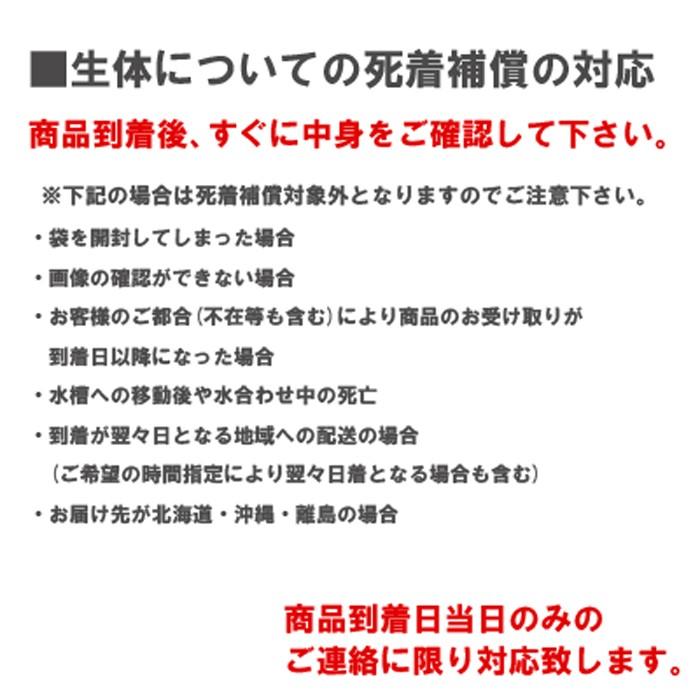 エサ 金魚 小赤 100匹 エサ用金魚 餌金 餌 エサ用 送料無料｜emuwaifarm｜03