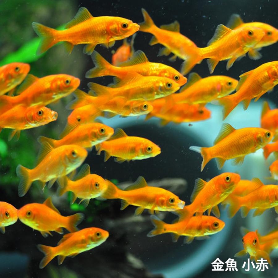 エサ 金魚 小赤 金魚 餌金 10匹 エサ用 金魚