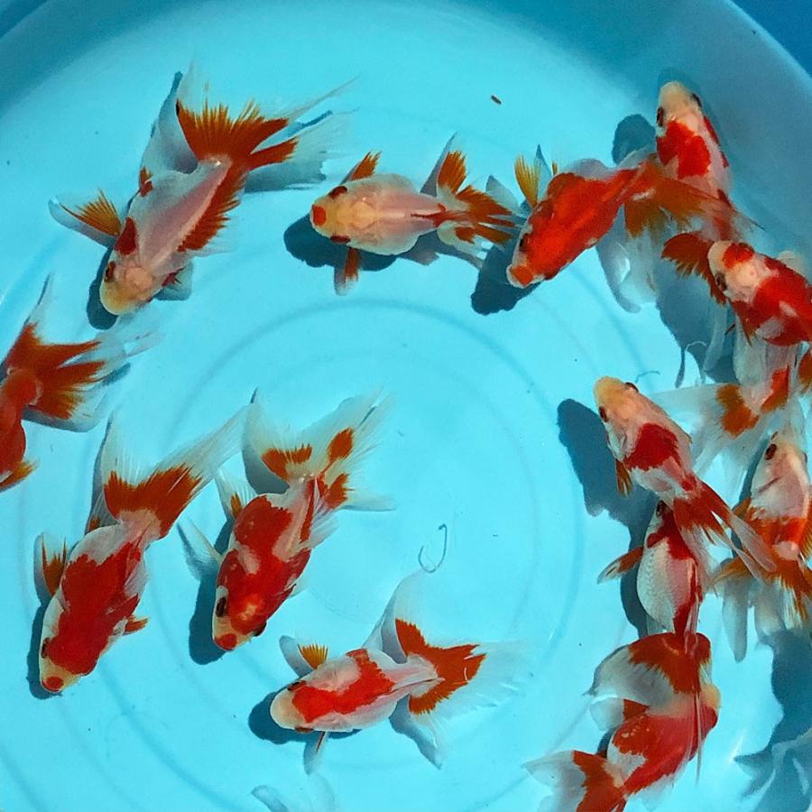 金魚 更紗琉金 1匹 Mサイズ 約5cm 8cm前後 国産 エムワイショップアクア 通販 Yahoo ショッピング
