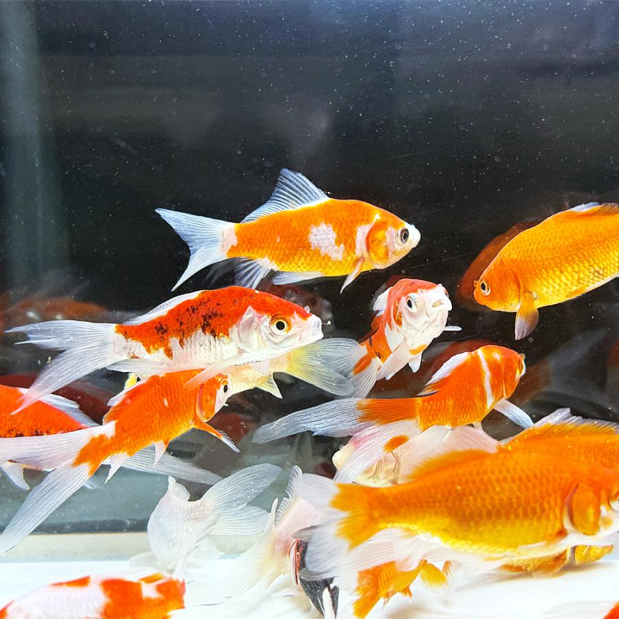 国産 】コメットMix S 5匹 6〜10cm前後 [ 金魚 きんぎょ キンギョ 生体