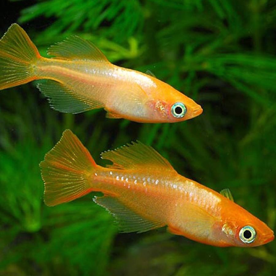 メダカ 東天光メダカ(10匹)(楊貴妃ヒカリ) めだか 変わりメダカ :10000265:エムワイショップアクア - 通販 - Yahoo!ショッピング メダカ 東天光メダカ(10匹)(楊貴妃ヒカリ) めだか 変わりメダカ :10000265:エムワイショップアクア - 通販 - Yahoo!ショッピング