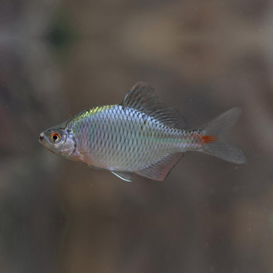 タイリクバラタナゴ 10匹 L 約4cm 6cm タナゴ 川魚 エムワイショップアクア 通販 Yahoo ショッピング