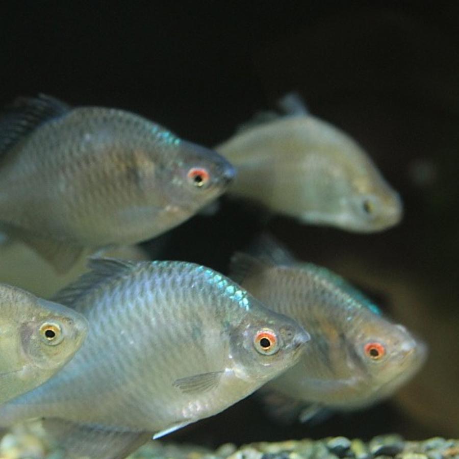 タイリクバラタナゴ 5匹 S〜M 約2cm〜4cm タナゴ 川魚 : エムワイ 