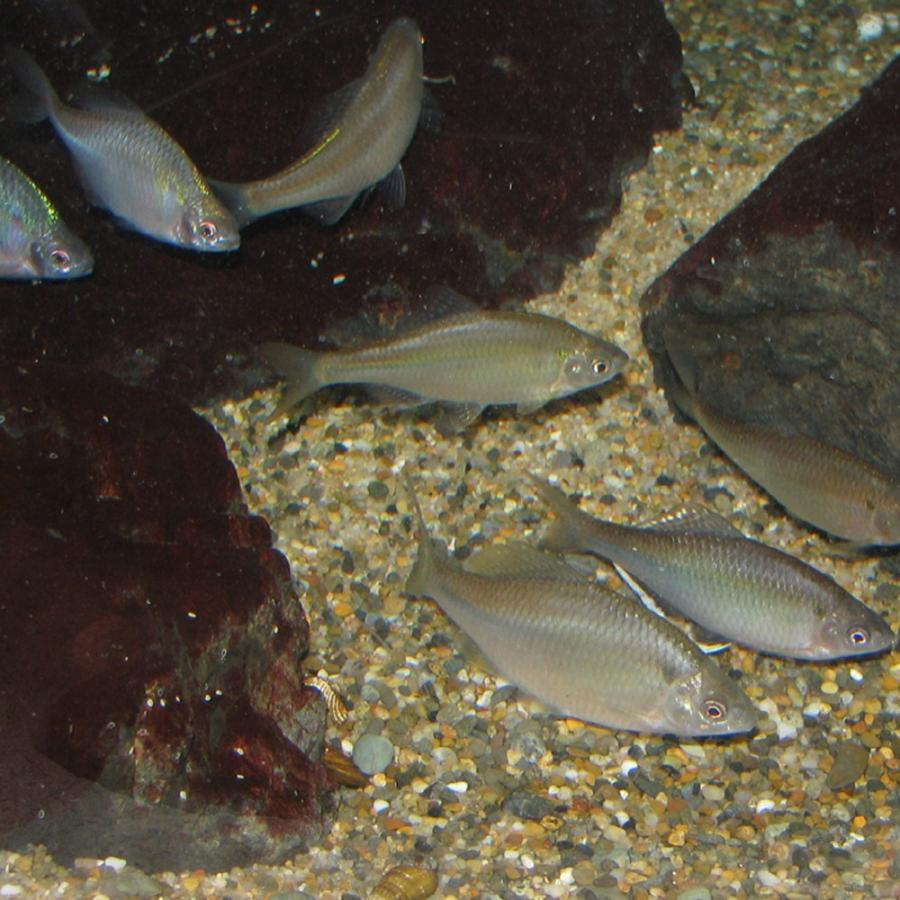 タイリクバラタナゴ 10匹 S〜M 約2cm〜4cm タナゴ 川魚 : エムワイ