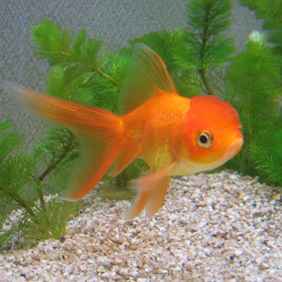 金魚・オランダ獅子頭・赤 国産】オランダ獅子頭 素赤系 M 6〜9cm前後 5匹 観賞魚 金魚