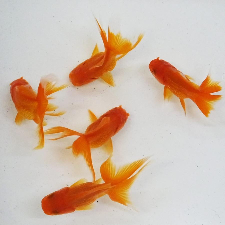 金魚・オランダ獅子頭・赤 国産】オランダ獅子頭 素赤系 M 6〜9cm前後 5匹 観賞魚 金魚