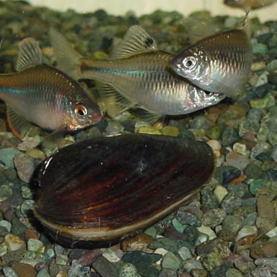 イシガイ5匹 イシ貝 淡水二枚貝 川魚 アウトレット 爆安プライス 産卵 繁殖