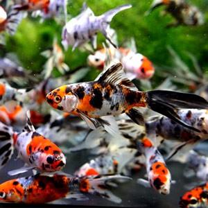 金魚 朱文金Mix（M ）7cm〜10cm前後 10匹 国産 : エムワイショップ