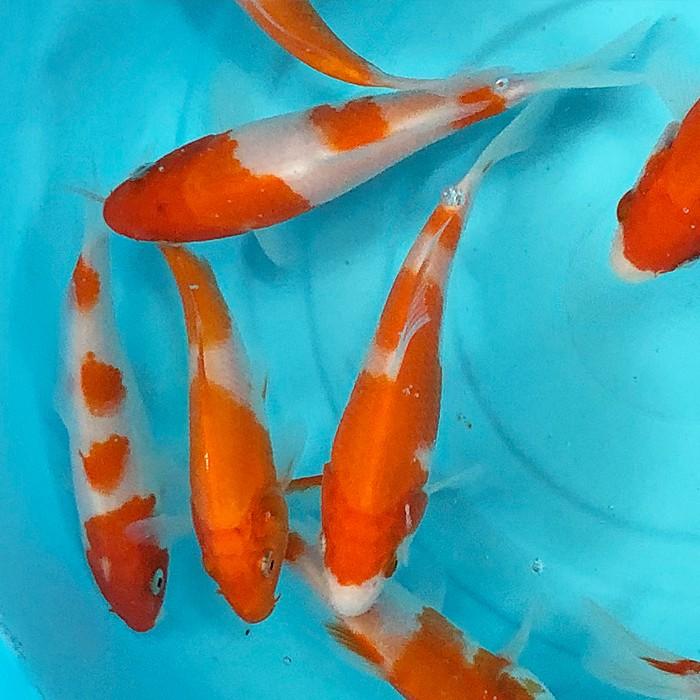 錦鯉 紅白 (SS) 5匹 6cm〜10cm前後 ニシキゴイ 鯉 色鯉 生体 錦鯉 紅白 (SS) 5匹 6cm〜10cm前後 ニシキゴイ 鯉 色鯉 生体