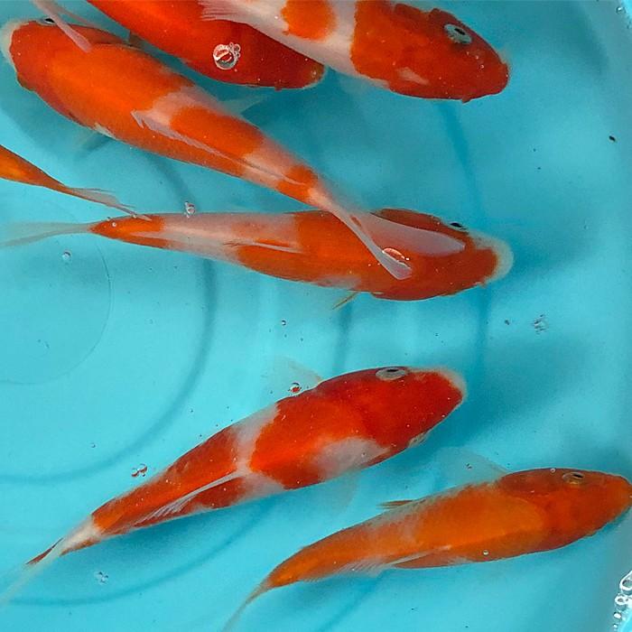 錦鯉 紅白 （SS) 3匹 6cm〜10cm前後 ニシキゴイ 鯉 色鯉 生体