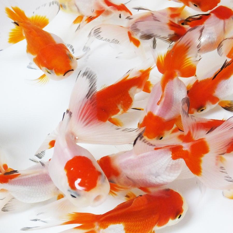 金魚 更紗オランダ獅子頭 6cm〜9cm前後 3匹 国産 更紗 オランダ 金魚 更紗オランダ獅子頭 6cm〜9cm前後 3匹 国産 更紗 オランダ