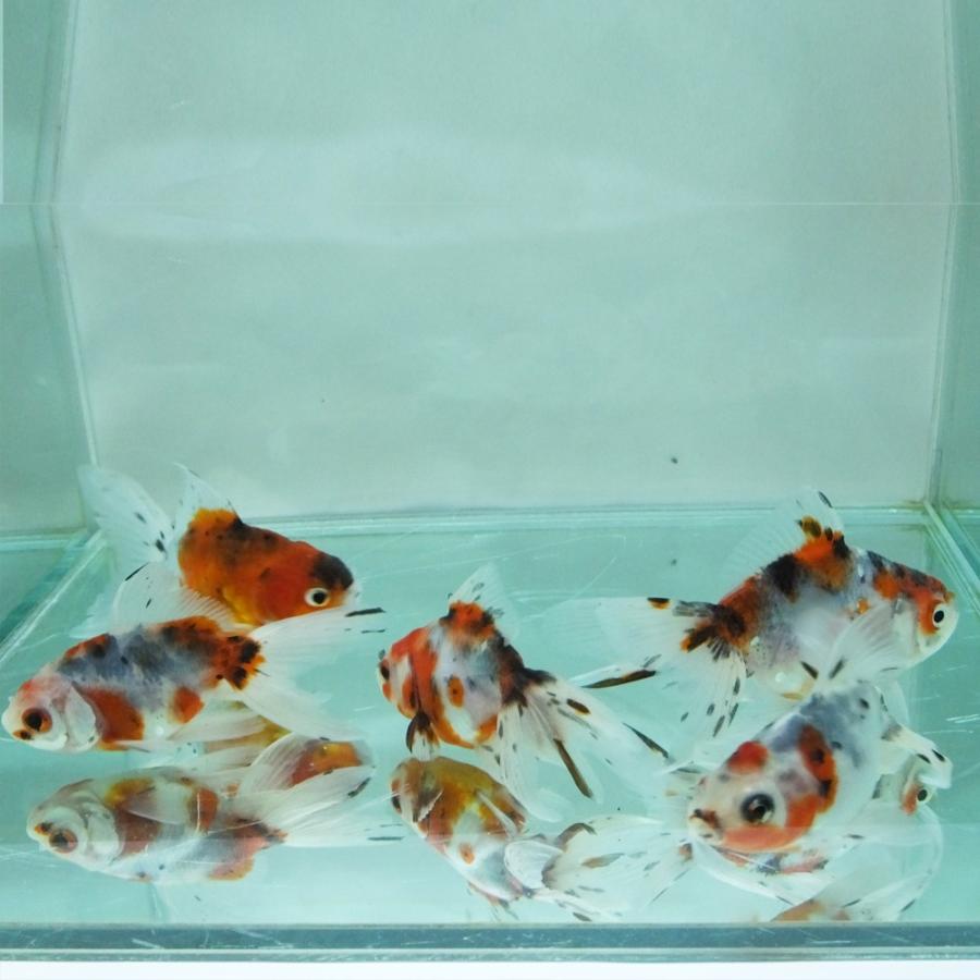 金魚、東錦　28センチ前後 なおの趣味の園芸 購入した金魚