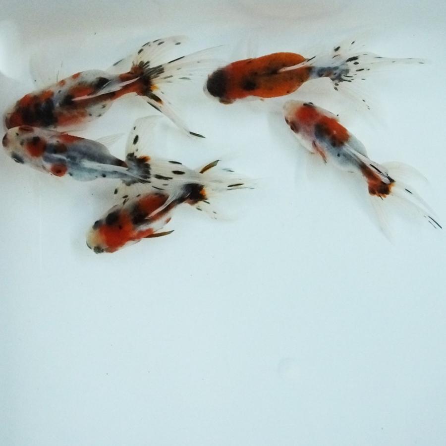 金魚 東錦 4cm〜6cm前後 S3匹【国産】 : エムワイショップアクア 