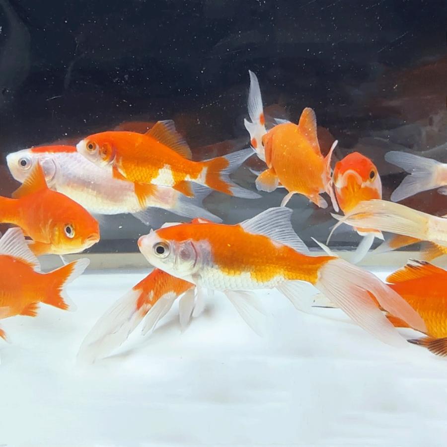 国産 】コメットMix S 10匹 6〜10cm前後 [ 金魚 きんぎょ キンギョ