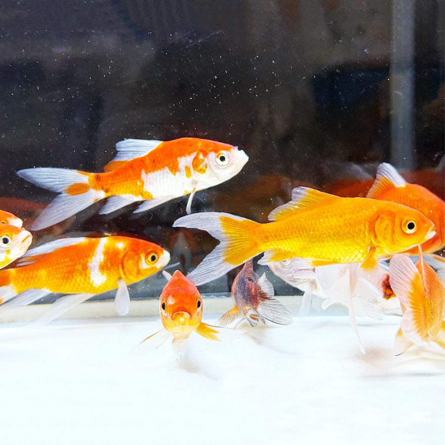 国産 】コメットMix S 3匹 6〜10cm前後 [ 金魚 きんぎょ キンギョ 生体 