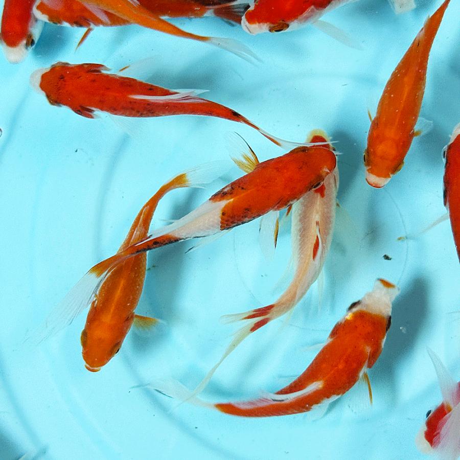 国産 】コメットMix S 3匹 6〜10cm前後 [ 金魚 きんぎょ キンギョ 生体
