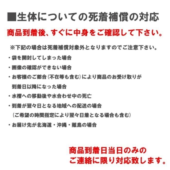 エサ ミナミヌマエビ 100匹 【水槽内でも殖える！水槽内のコケにも効果的】【数量限定】エビ 飼育用・餌用にも！｜emuwaifarm｜03