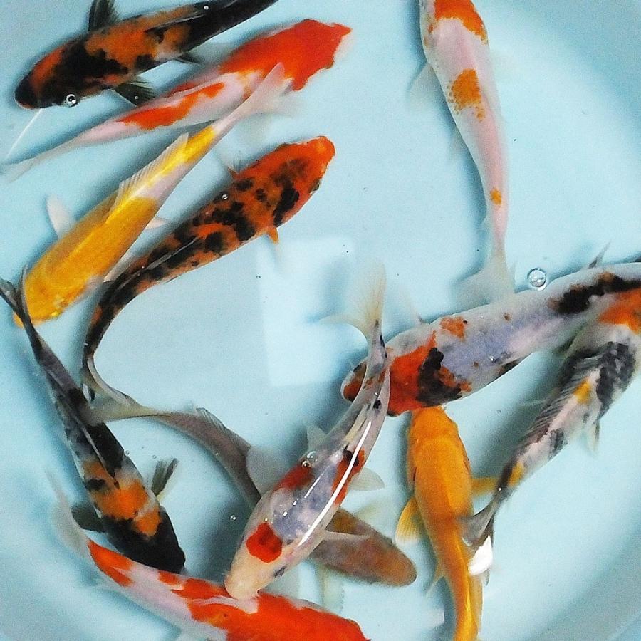 錦鯉 Mix(L) 3匹 16〜21cm前後 ニシキゴイ 鯉 色鯉 錦鯉 錦鯉 Mix(L) 3匹 16〜21cm前後 ニシキゴイ 鯉 色鯉 錦鯉