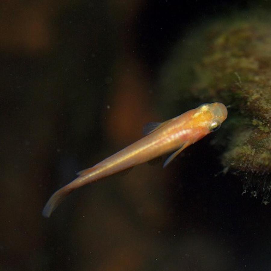 メダカ ヒメダカ 10匹 めだか エムワイショップアクア 通販 Yahoo ショッピング