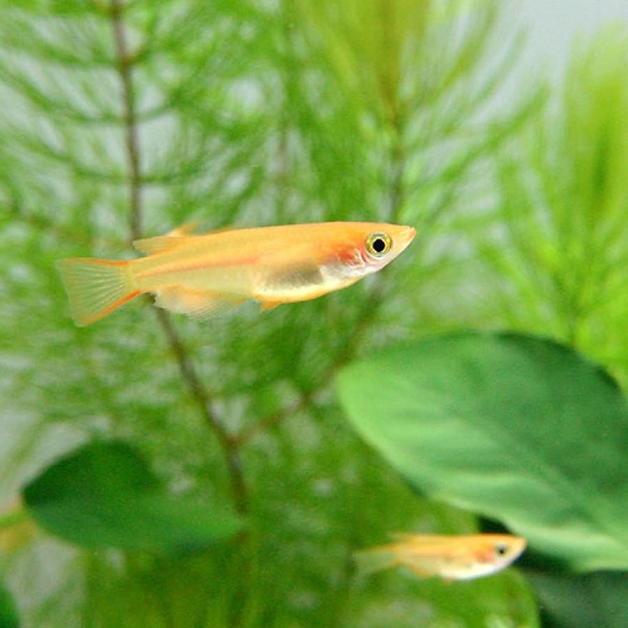 メダカ ヒメダカ 50匹 めだか エムワイショップアクア 通販 Yahoo ショッピング