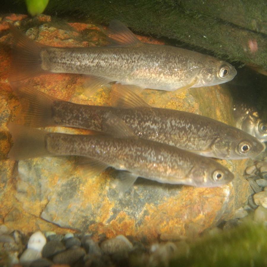 タカハヤ 5匹（L）約7cm〜10cm前後 川魚 淡水魚 : エムワイショップアクア - 通販 - Yahoo!ショッピング