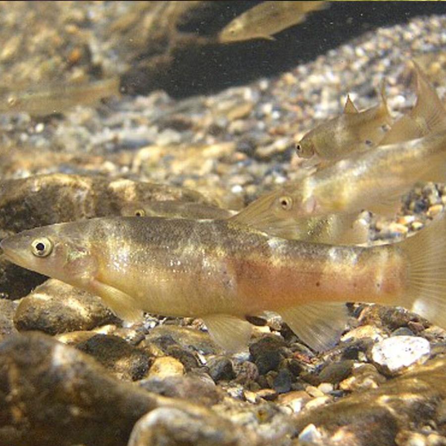 淡水魚 アブラハヤ 2 650円 ５匹 贈答 ５匹