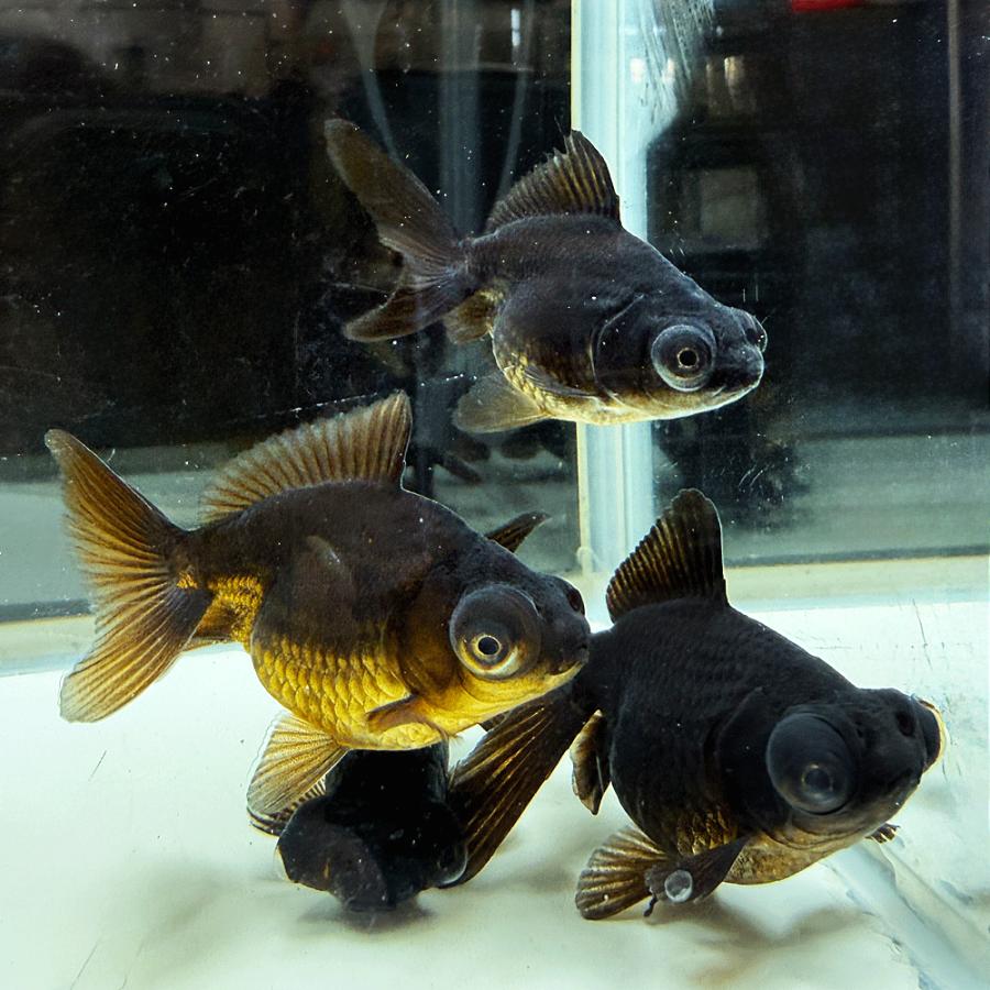 金魚 黒出目金 クロデメキン ３匹 M 約5cm 7cm よりなし 無選別 国産 エムワイショップアクア 通販 Yahoo ショッピング