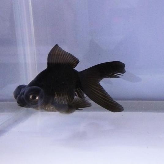 金魚 黒出目金 クロデメキン ３匹 M 約5cm 7cm よりなし 無選別 国産 エムワイショップアクア 通販 Yahoo ショッピング