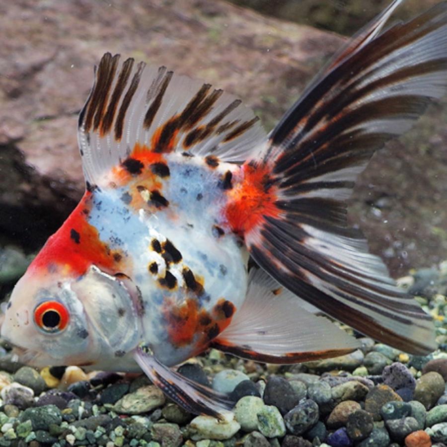 金魚オランダ獅子頭とキャリコ流金セット