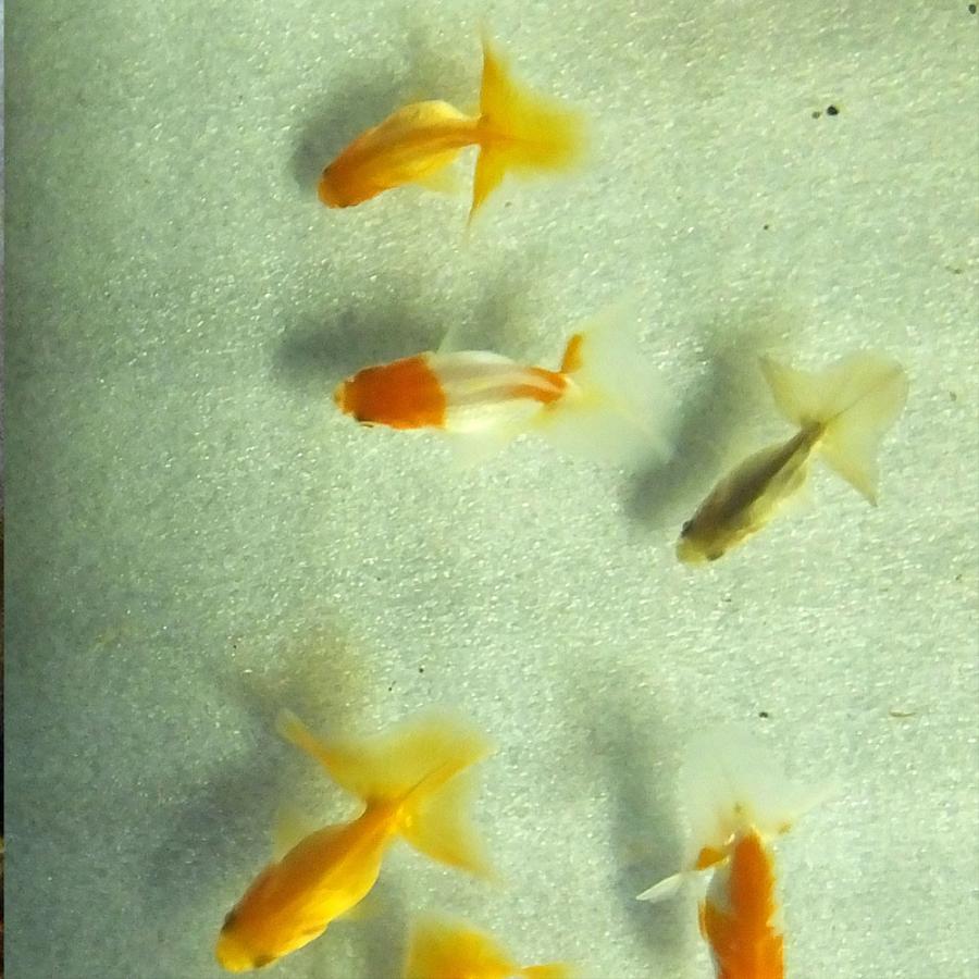 金魚 土佐錦 S 約3cm前後（3匹） 素赤〜更紗 川魚 国産 : エムワイ 