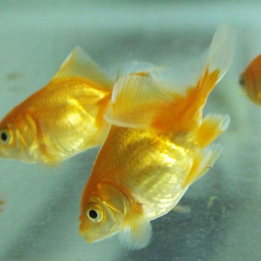 金魚 土佐錦 S 約3cm前後（3匹） 素赤〜更紗 川魚 国産 : エムワイ 