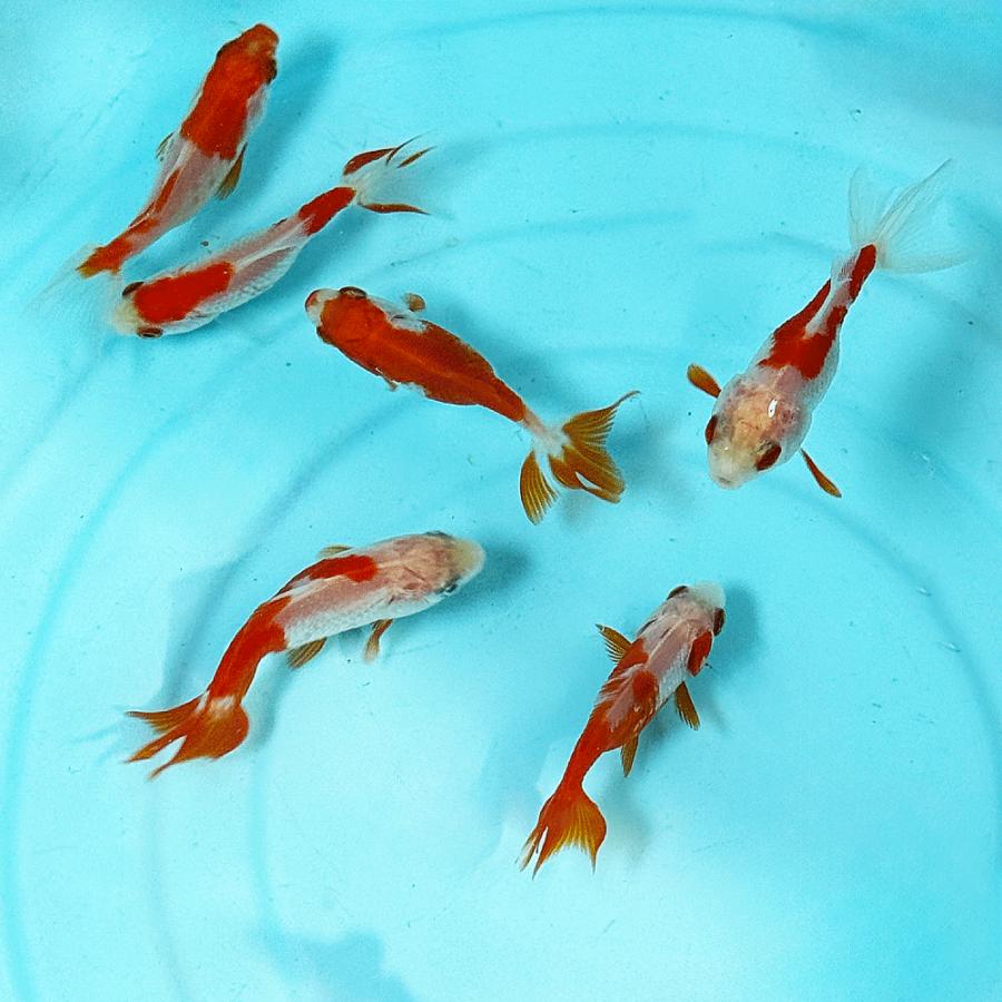金魚商品【３】 国産】更紗三尾和金 SS 3匹 約4〜5cm前後 金魚 更紗和金 三ツ尾 三つ尾