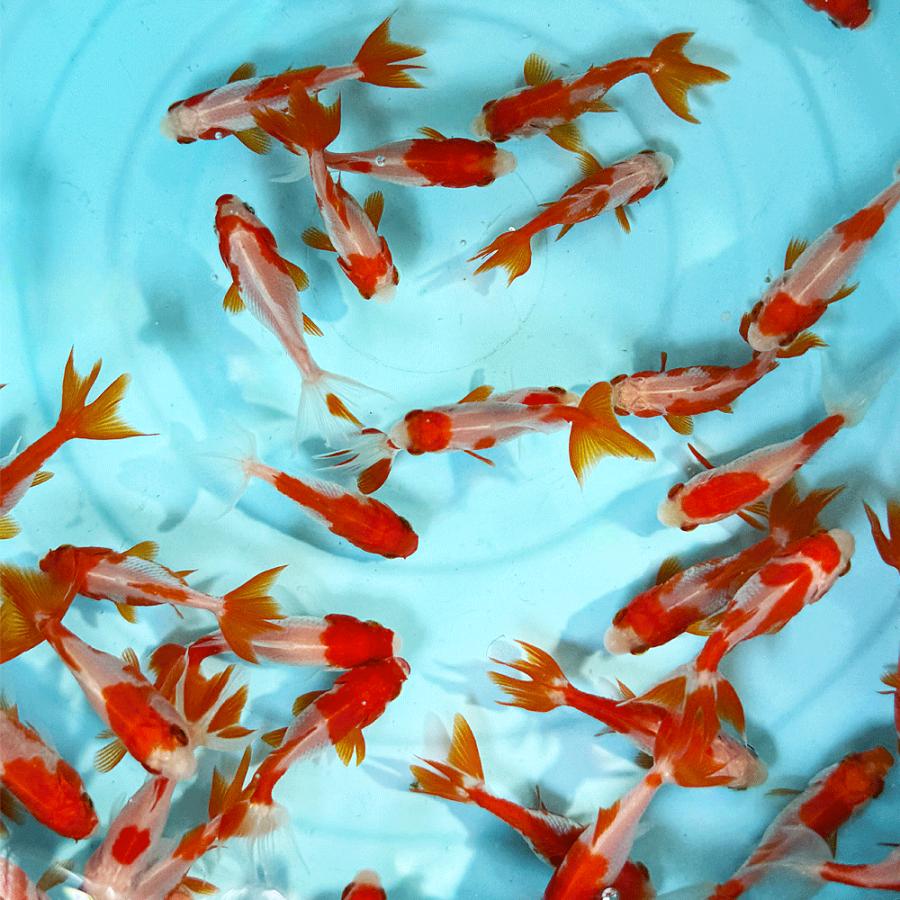 国産】更紗三尾和金 SS 3匹 約4〜5cm前後 金魚 更紗和金 三ツ尾 三つ尾